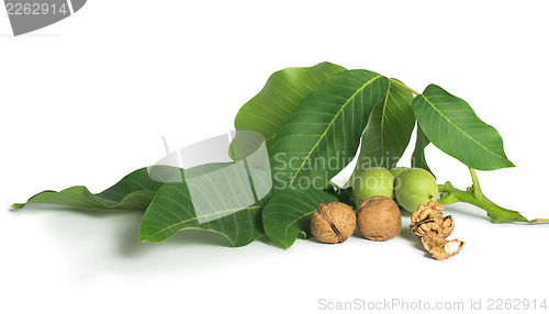 Image of Walnuts and branch with leaves white isolated