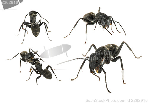 Image of Black Ants