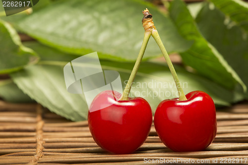 Image of Cherry branch with leaves