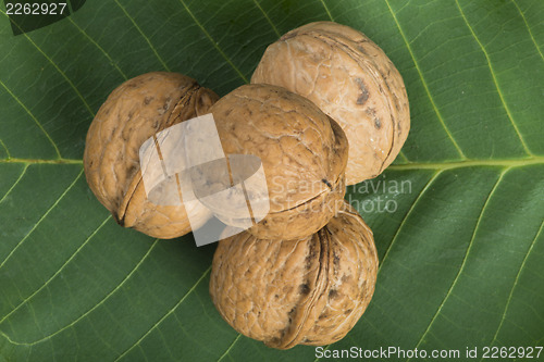 Image of Ripe walnuts on leave