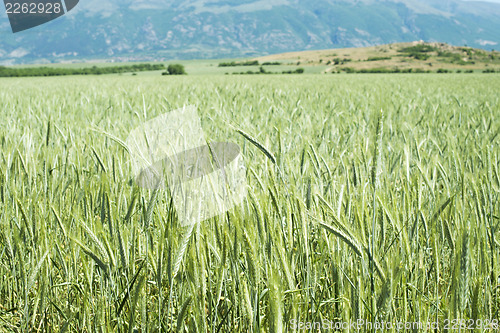 Image of Green wheat field