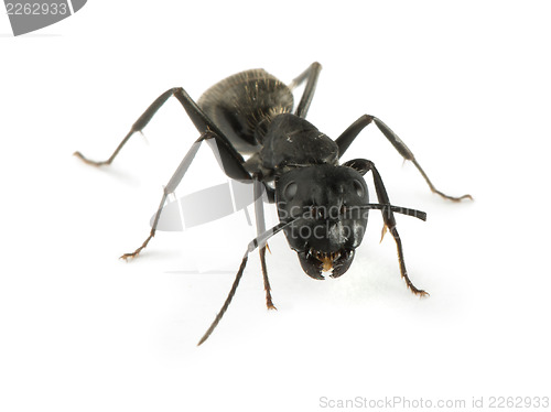Image of Black Ants