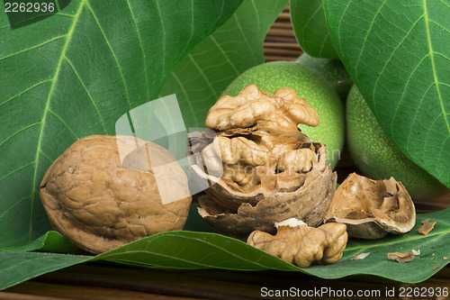 Image of Green and ripe walnuts. Studio shot
