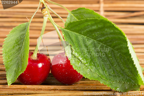 Image of Cherry branch with leaves