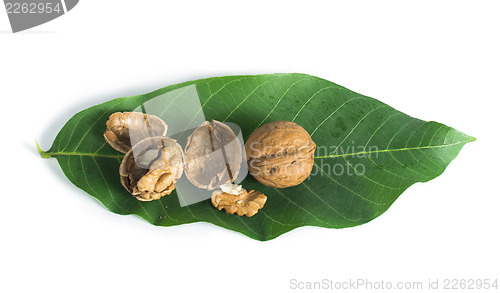 Image of Walnuts and branch with leaves white isolated