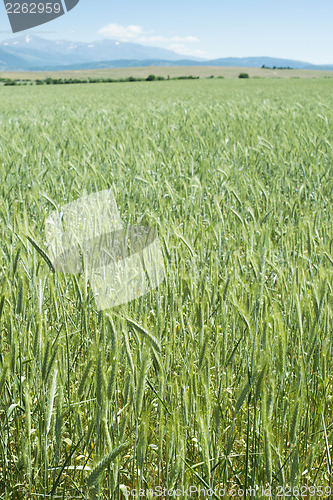 Image of Green wheat field