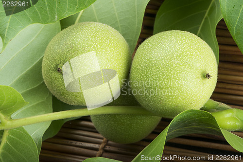 Image of Green walnuts and leaves