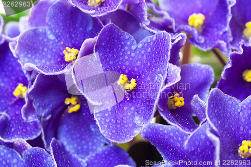 Image of Beautiful Purple Violet Flowers