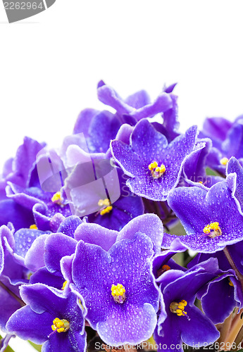 Image of Beautiful Purple Violet Flowers