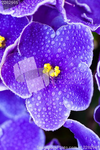 Image of Beautiful Purple Violet Flowers