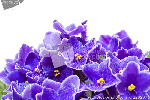 Image of Beautiful Purple Violet Flowers