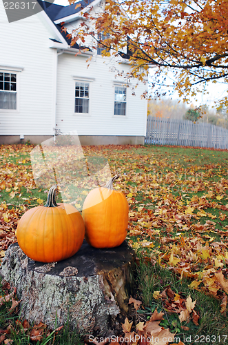 Image of Pumpkin scenic