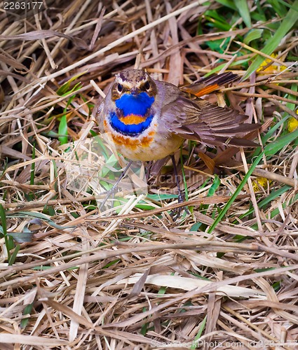 Image of blue-throated robin