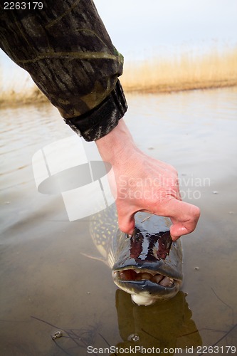 Image of large pike