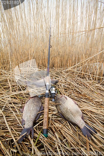 Image of   crucian carp (Carassius)