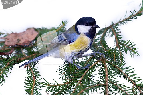 Image of bright titmouse