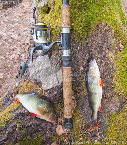 Image of the perch from the forest lake
