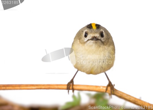 Image of goldcrest