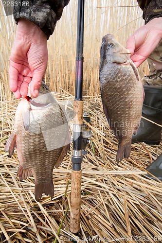 Image of   crucian carp (Carassius)