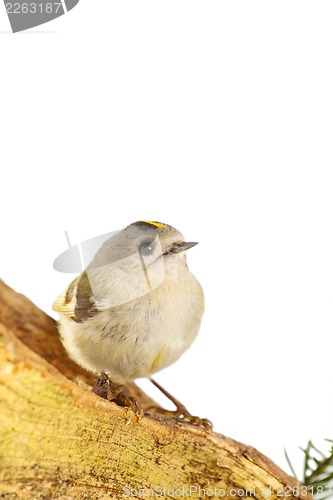 Image of goldcrest