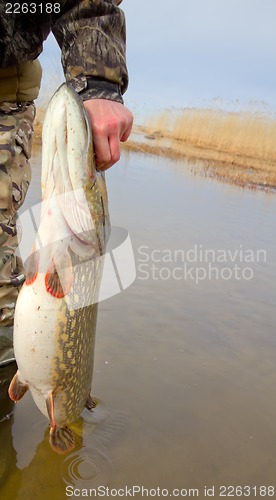 Image of large pike