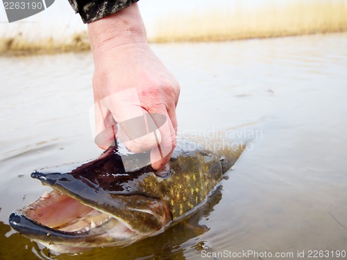 Image of large pike