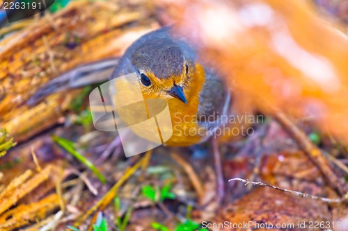 Image of robin (Erithacus rubecola)