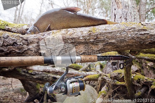 Image of  bream from the forest lake