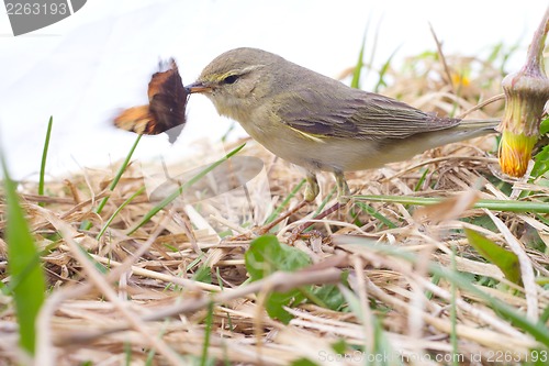 Image of successful hunting of willow warbler