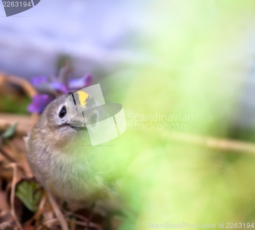 Image of goldcrest