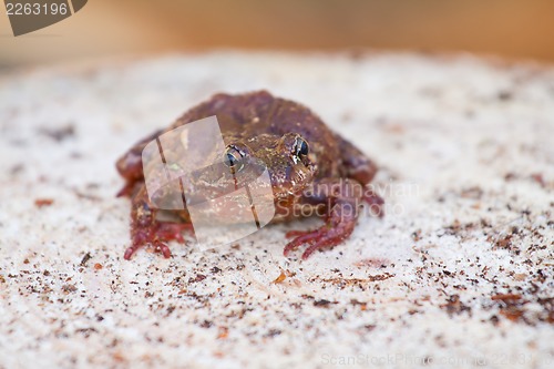 Image of brown frog