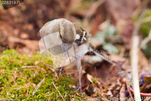 Image of chaffinch