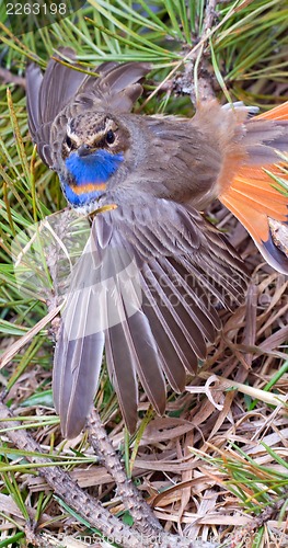 Image of blue-throated robin