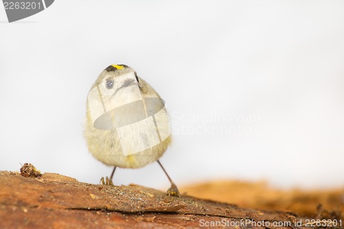 Image of goldcrest