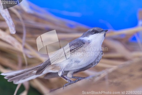 Image of Eurasian whitethroat