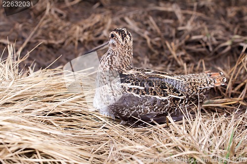 Image of Common snipe