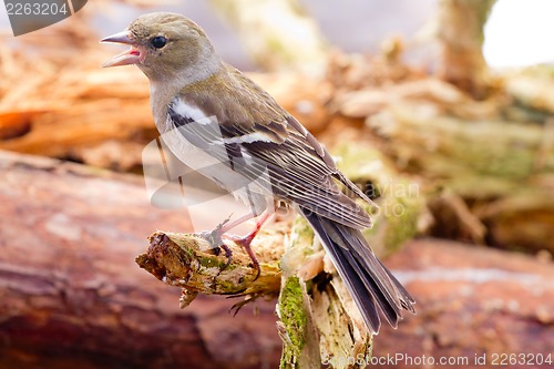 Image of chaffinch