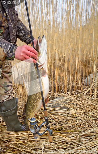 Image of large pikes