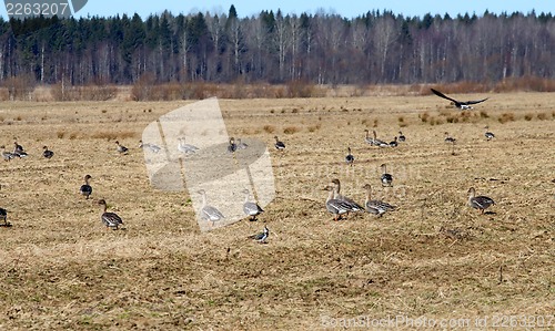 Image of spring time  of migratory geese