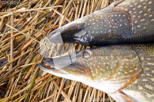 Image of large pikes