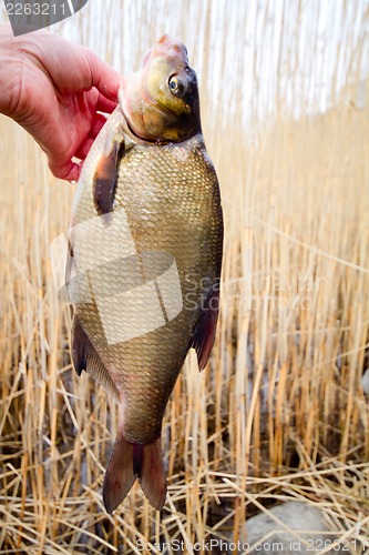 Image of bream  3