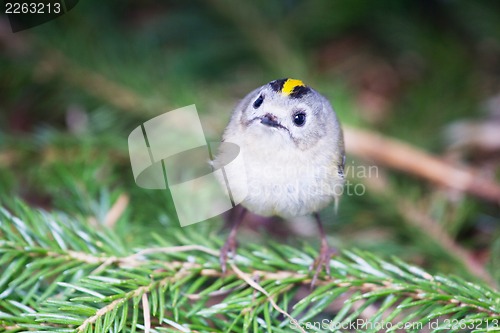 Image of goldcrest