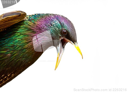 Image of   starling