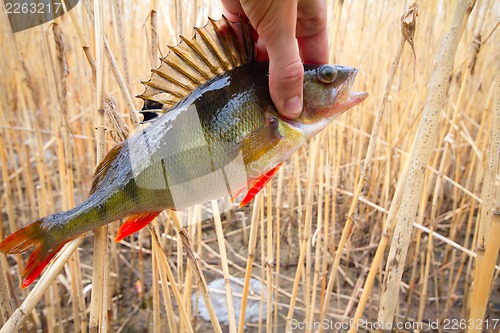 Image of perch from a cane  thickets