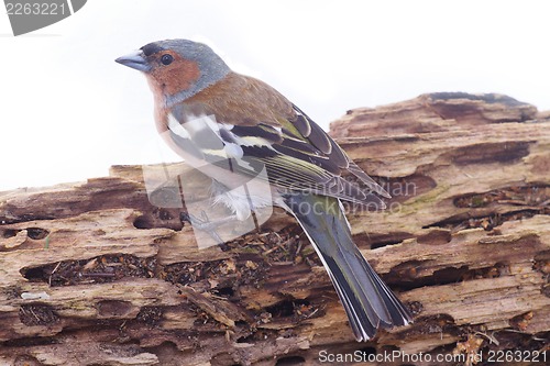 Image of chaffinch