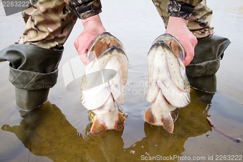 Image of large pike