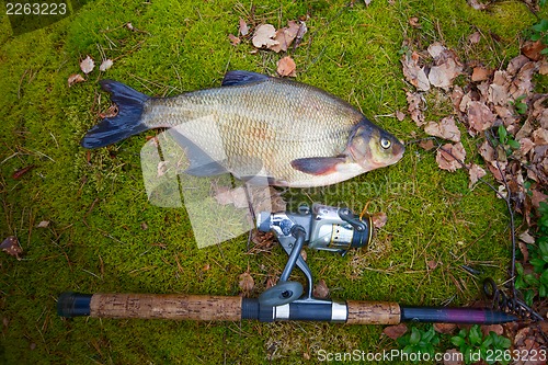 Image of bream from the far lake