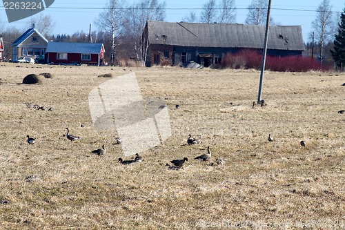 Image of spring time  of migratory geese