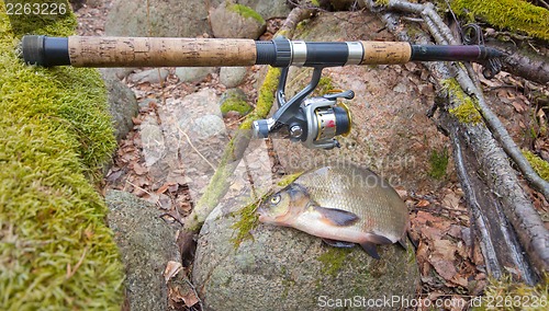 Image of bream from the far lake