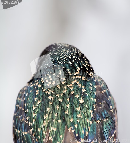 Image of starling